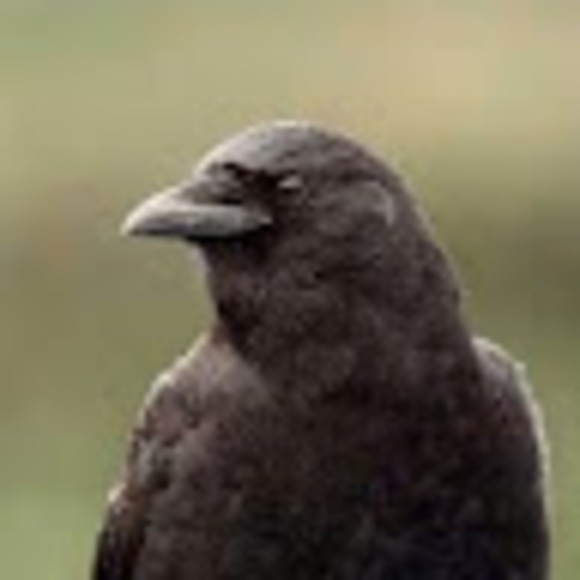 Meet your Posher, Choned - Picture 1 of 1